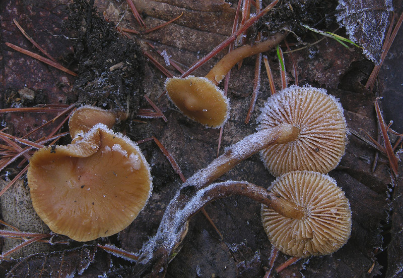 Galerina da determinare n31.